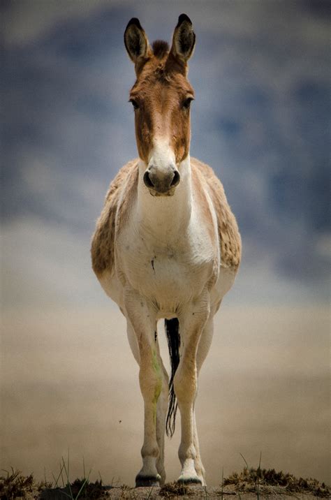 At a Canter: The Kiang of the Changthang | RoundGlass | Sustain