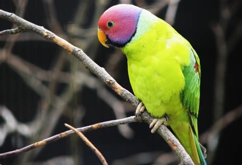 Plum-headed Parakeet - Aviculture Hub