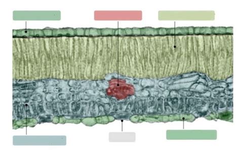 Leaf Tissue Diagram Diagram | Quizlet