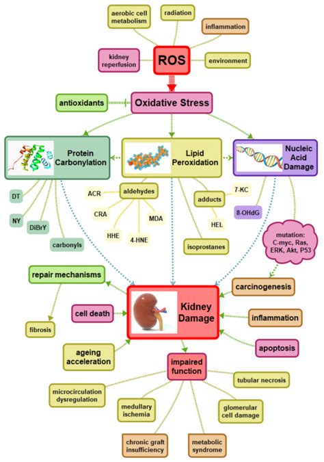 IJMS | Free Full-Text | Biomarkers and Mechanisms of Oxidative Stress—Last 20 Years of Research ...