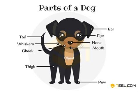 Parts of a Dog Vocabulary in English with Pictures • 7ESL