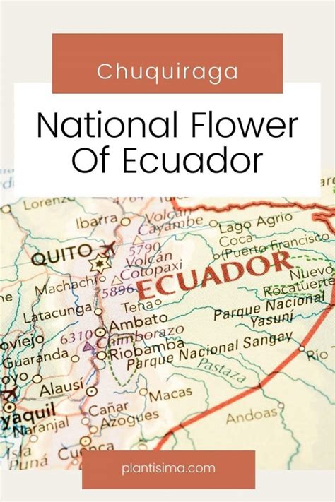 National Flower Of Ecuador: Native Ecuadorian Chuquiraga