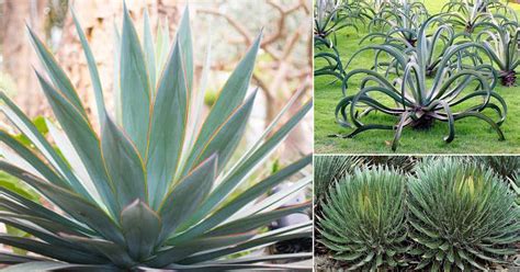 12 Types of Agave Plants to Grow | Best Agave Varieties