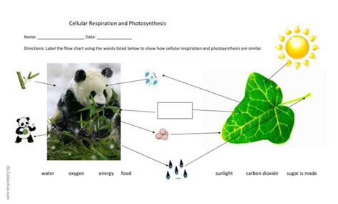 Cellular Respiration Flow Chart Worksheet - Worksheets For Kindergarten