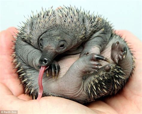 Prickly feat: The baby echidnas that are the first to be successfully ...