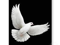 27 Best White Dove release images | White doves, Dove release, Wedding ...