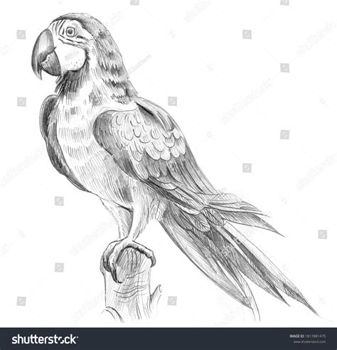 Pencil Sketch Ara Parrot Isolated On Stock Illustration 1817881475 | Shutterstock