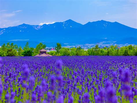 The Best Time to Visit Furano's Lavender Fields and Top 5 Lavender ...