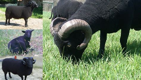 Black Welsh Mountain Sheep Breed – Everything You Need to Know