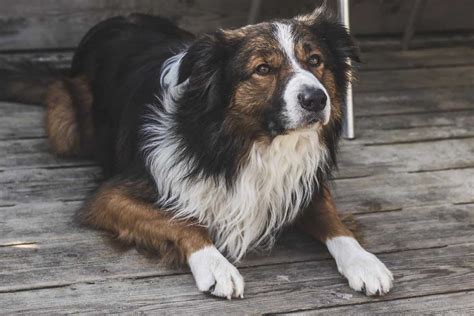 Your Ultimate Guide To The Border Collie Aussie Mix | Your Dog Advisor