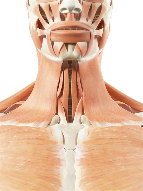 Human Throat Muscles Photograph by Sciepro - Pixels