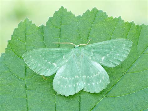 Large Emerald | Butterfly Conservation