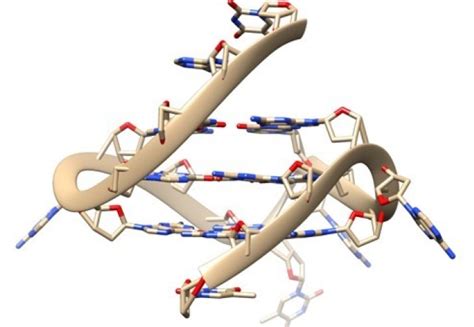 Rare Quadruple-Helix DNA Found in Living Human Cells with Glowing Probe ...