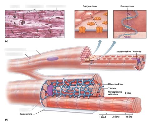 Cardiac Muscle Tissue Diagram | Quizlet