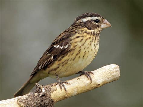 Rose-breasted Grosbeak - eBird