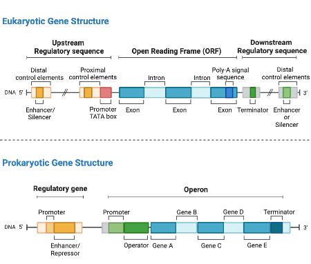 Contrasting the Regulation of Gene Expression in Prokaryotic & Eukaryotic Organisms Practice ...