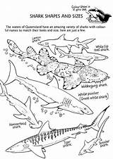 33 Free Shark Coloring Pages Printable sketch template