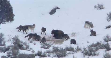 Watch a grizzly bear fight off an entire wolf pack after stealing a kill | Flipboard