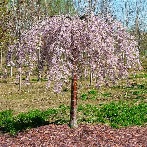 Pink Weeping Cherry Blossom Tree | ubicaciondepersonas.cdmx.gob.mx