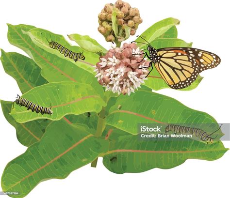 Asclepias Syriaca With Monarch Caterpillars And Butterfly Isolated Stock Illustration - Download ...