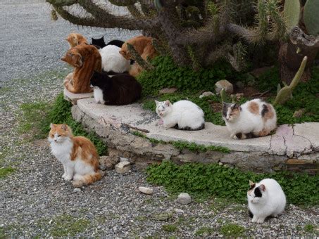 Free Images : cats, feral, feline, animal, outdoor, together, friends ...