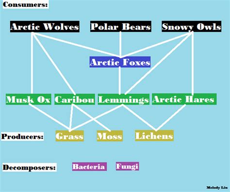 Energy - The Tundra Biome