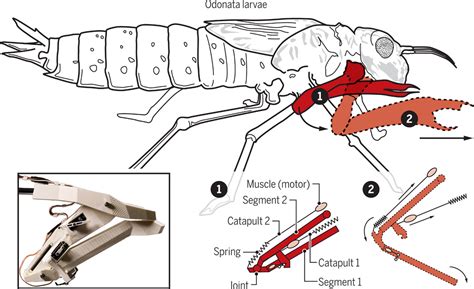 The strike of the dragonfly larvae | Science Robotics