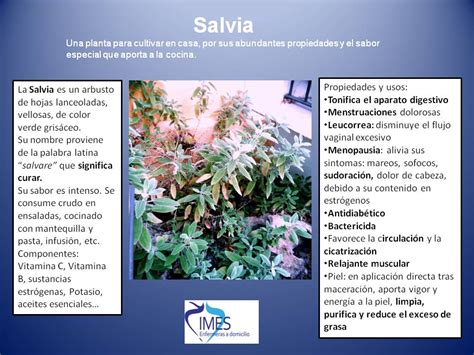 La Salvia - Imes