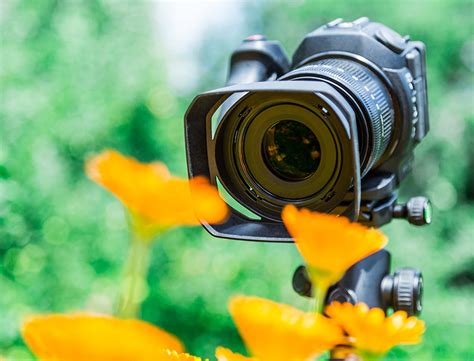 Plant Photography Tips: How to Take Beautiful Photographs