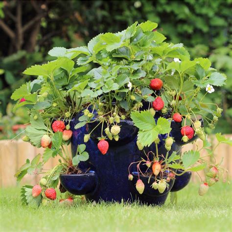 Planting Strawberries on a Hillside – Strawberry Plants