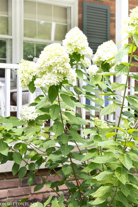 Limelight Hydrangea Care: A Late Summer Update - On Sutton Place