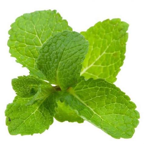 Spearmint Essential Oil Organic - Mentha Spicata Viridis