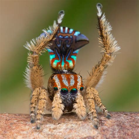 The Austrialian peacock spider goes viral | Magazine Articles | WWF