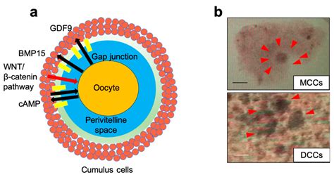 Reprod. Med. | Free Full-Text | Next-Generation Sequencing Reveals Downregulation of the Wnt ...