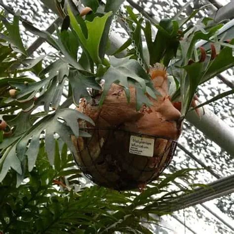 10 Best Ferns for Hanging Baskets (Top Picks) - Pond Informer