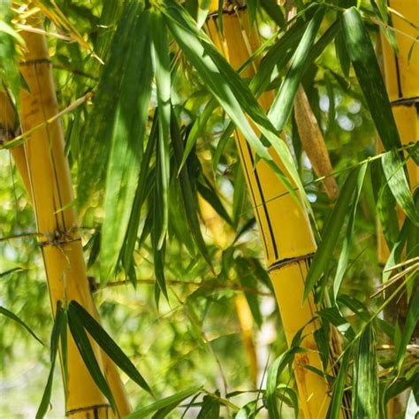 Golden Bamboo Seeds - fish pole bamboo (Phyllostachys aurea)...