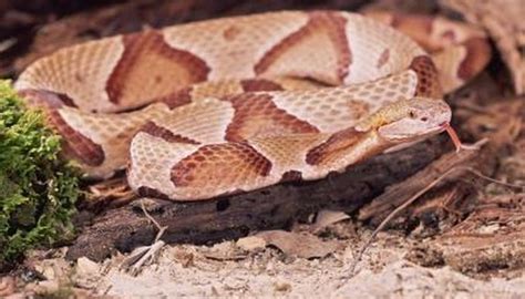 How to Identify a Copperhead Vs. a Milk Snake | Sciencing