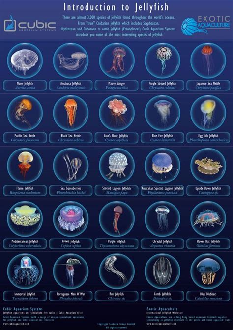 Jellyfish Species, Deep Sea Creatures, Marine Biologist, Water Animals ...