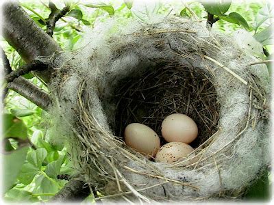 from these hands...: Nest...