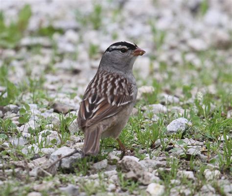 Graham's Birding Blog: Sites near Magee Marsh 15 - 19 May 2011