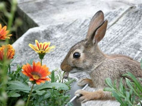 Who’s Eating My Flowers? | Outside My Window