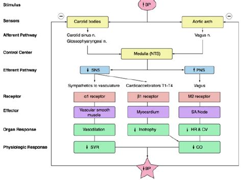Baroreceptor Reflex Diagram | Quizlet