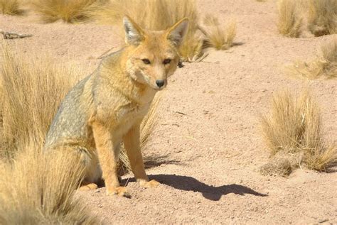 Culpeo l Hardy South American Canid - Our Breathing Planet