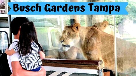 BUSCH GARDENS TAMPA FLORIDA ANIMALS - YouTube