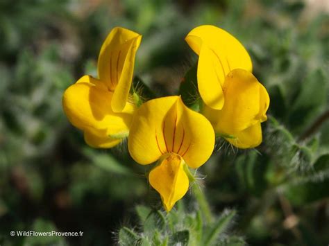 Lotus corniculatus - wild in Provence