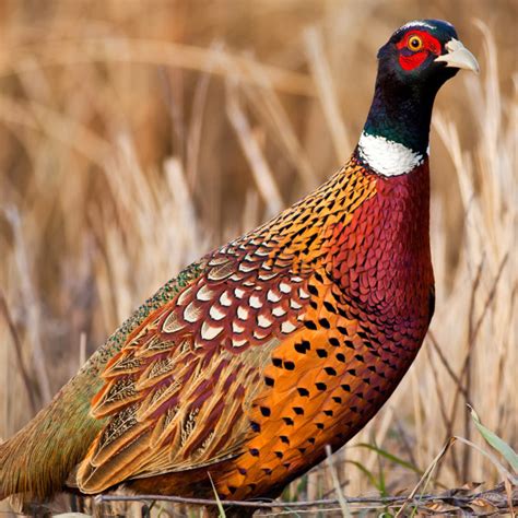 Ring-Necked Pheasant