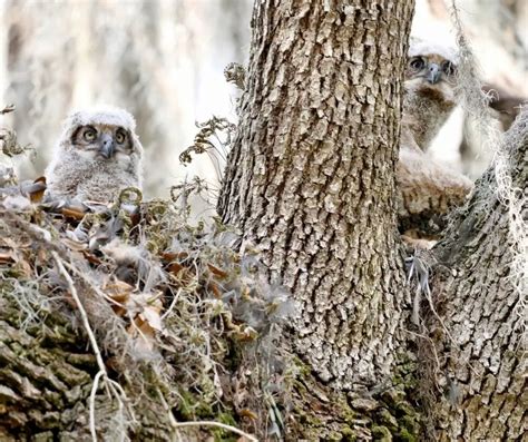 Forest Owlet Facts Archives - Easy Science For Kids