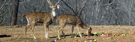 Veterinary - Farmed Cervid Program | NC Agriculture