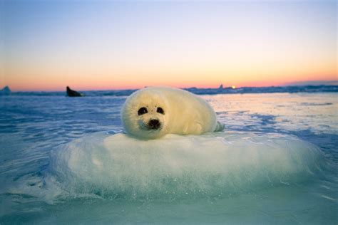 Baby Harp Seals Being Drowned, Crushed Amid Melting Ice