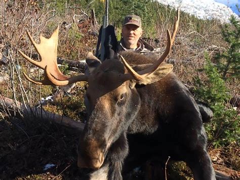 High Success Trophy Shiras Moose Hunts - Best Outfitters and Hunts